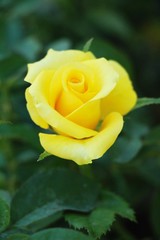 Beautiful roses is blooming in the garden