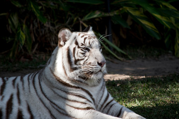 this is a side view of a white tiger