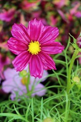 Beautiful cosmos colorful flowers in the garden