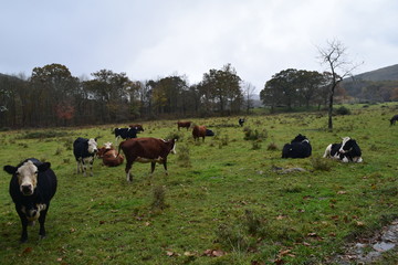 cows on pasture
