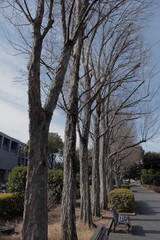 日本　冬の公園