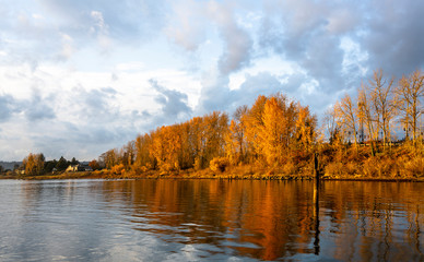 Landscape with yellow autumn trees on the shore and fancy clouds with reflection in the Columbia River