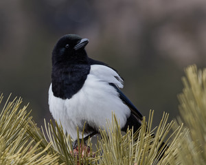 A black-billed magpie enjoys the day from atop a pine tree in Rocky Mountain National Park.