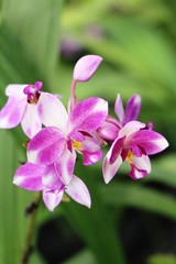 Orchid flower at beautiful in the nature