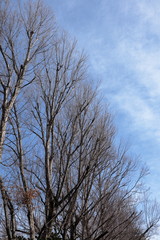 日本　冬の公園