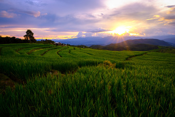 Rice fields on terraced of Pa Bong Piang with sunset, Chiang Mai, Thailand. Thailand landscapes.