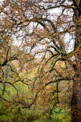 Old branchy twisted tree with yellow foliage