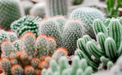Cactus in pots.