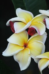 Fototapeta na wymiar Plumeria flower with beautiful in the nature