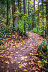 The winding footpath is covered with fallen leaves in the autumn forest on the mountainside