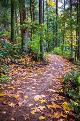 Obraz premium The winding footpath is covered with fallen leaves in the autumn forest on the mountainside