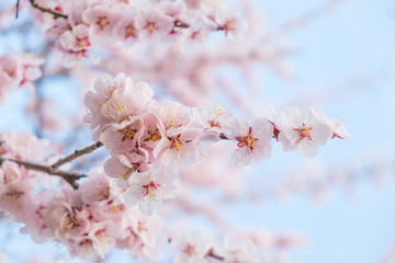 Soft focus of Cherry blossoms in full bloom.