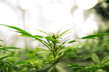 Green background of leaves. Young cannabis plant. In door grow hemp. Legal Marijuana cultivation in...