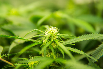 Legal Marijuana cultivation in the home. Medicinal indica with CBD. Green background of leaves....