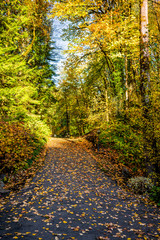 Obraz premium Yellow autumn park with road covered with fallen leaves