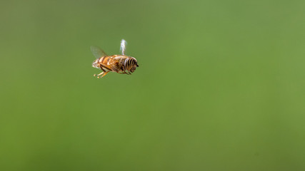 Isolated close up of a single bumble bee in flight with green background- Israel