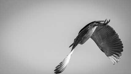 Isolated night heron bird in flight- Israel
