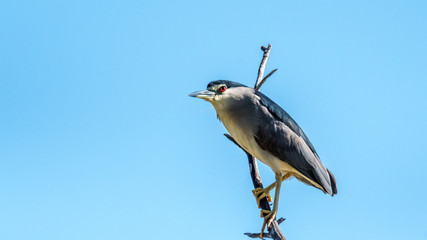 Isolated Close up of a night heron bird- Israel