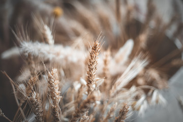 Wheat in bag background