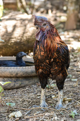 Black Cock