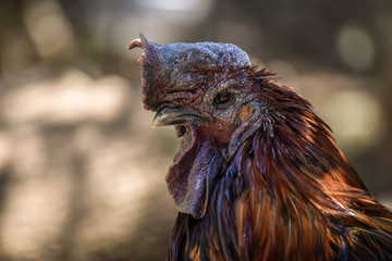 Black Cock