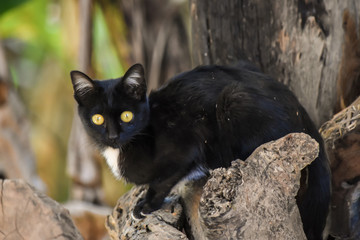 Black Cat