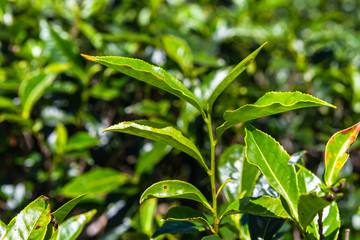Tea plantation near Haputale. Sri Lanka.