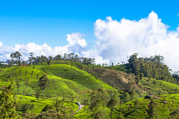 Fototapeta premium Tea plantation near Haputale. Sri Lanka.