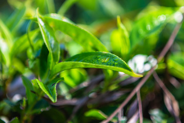 Tea plantation near Haputale. Sri Lanka.