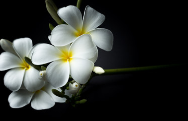 White Plumeria or frangipani in black background theme