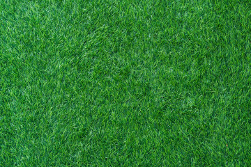 Horizontal front view of small green grass leaves natural pattern texture background.