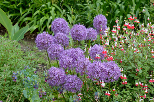 紫色の小さい花がねぎ坊主のように咲いているアリウム 紅白の花びらの小さい花を咲かせているサルビアミクロフィラホットリップスがある花壇の風景 Stock 写真 Adobe Stock