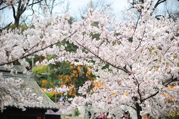 The beautiful cherry blossoms bloom in spring