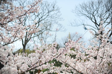 The beautiful cherry blossoms bloom in spring