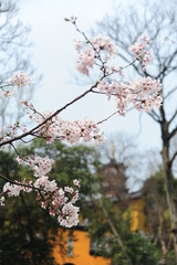 The beautiful cherry blossoms bloom in spring