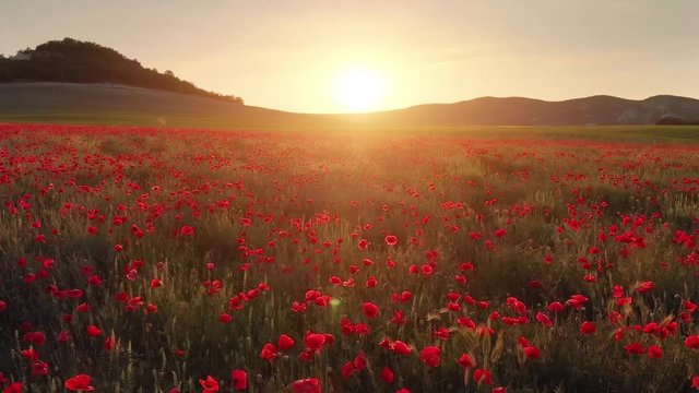 Flight over field of red poppies at sunset. Beautiful flowers and spring nature composition.