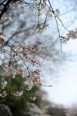 The beautiful cherry blossoms bloom in spring