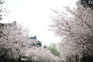The beautiful cherry blossoms bloom in spring