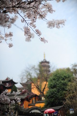 Naklejka premium The beautiful cherry blossoms bloom in spring