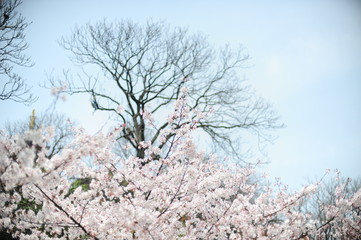 The beautiful cherry blossoms bloom in spring