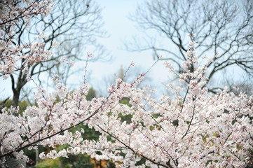 The beautiful cherry blossoms bloom in spring