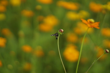 Closeup yellow cosmos flowers with blurrycopy space background