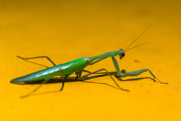 Mantis. Sri Lanka.