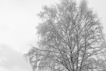 Winter Tale in Izmailovo, Moscow