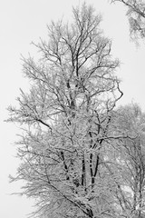 Winter Tale in Izmailovo, Moscow
