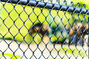 Fototapeta premium Camel - Animal, Living Organism ,Mammals