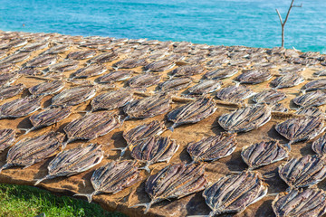 Dried on sun fish. Weligama, Sri Lanka.