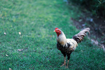 a rooster