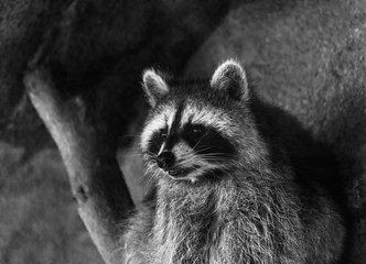Racoon © Conor