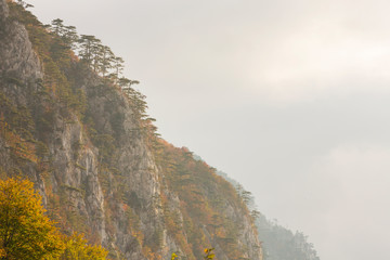 Autumn landscape in limestone mountains, with beautiful foliage, mist and black pine trees hanging on rocks